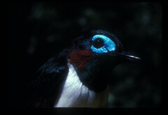 Platysteira jamesoni