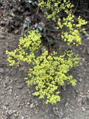Eriogonum microtheca ambiguum