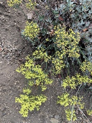 Eriogonum microtheca ambiguum