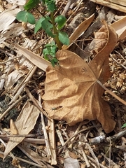 Chalybion japonicum