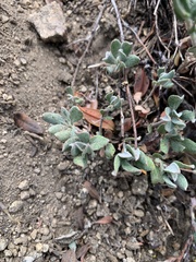 Eriogonum microtheca ambiguum