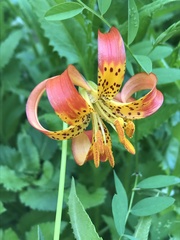 Lilium pardalinum vollmeri