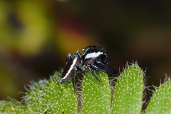 Metaphidippus perfectus