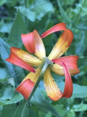 Lilium pardalinum vollmeri