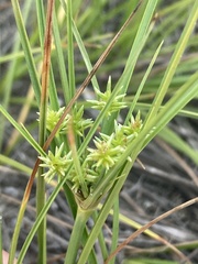 Cyperus grayi