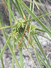Cyperus grayi