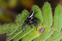Metaphidippus perfectus