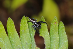 Metaphidippus perfectus