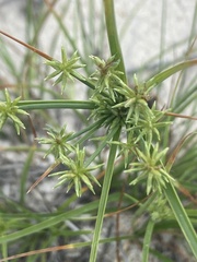 Cyperus grayi