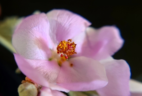 Image of Malacothamnus nuttallii by (c) Charla, some rights reserved (CC BY)