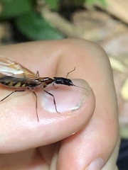 Camponotus mirabilis