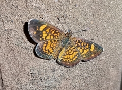 Phyciodes graphica graphica
