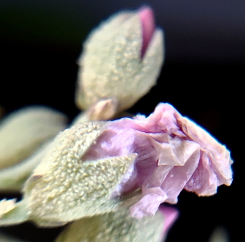 Image of Malacothamnus nuttallii by (c) Charla, some rights reserved (CC BY)