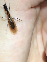 Camponotus mirabilis