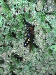 Camponotus mirabilis