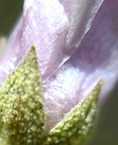 Image of Malacothamnus nuttallii by (c) Charla, some rights reserved (CC BY)
