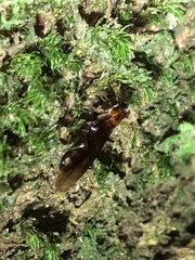 Camponotus mirabilis