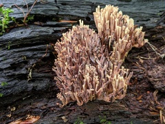 Mycogone calospora
