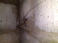 Pachyrhamma acanthocerum