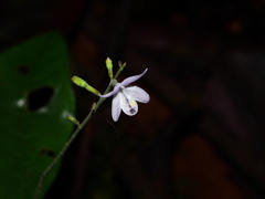 Pulchranthus congestus