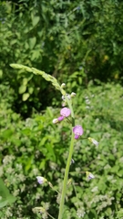 Desmodium illinoense