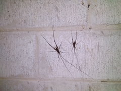 Pachyrhamma acanthocerum