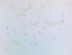 Mycogone calospora