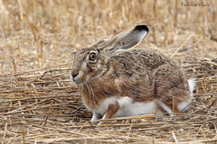 Lepus granatensis