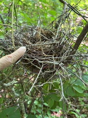 Pheucticus ludovicianus