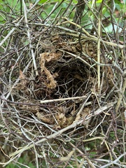 Pheucticus ludovicianus