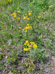 Crepis crocea