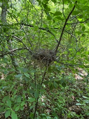 Pheucticus ludovicianus