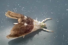 Lipocosmodes fuliginosalis