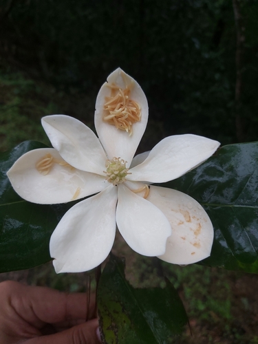 Magnolia pacifica, photograph 6