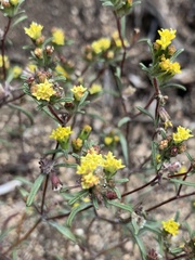 Orochaenactis thysanocarpha