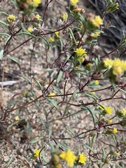 Orochaenactis thysanocarpha