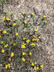 Orochaenactis thysanocarpha