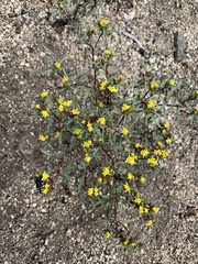 Orochaenactis thysanocarpha