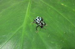 Pachyrhynchus sarcitis