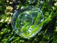 Aequorea victoria