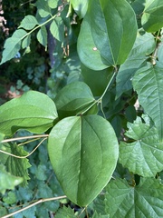 Smilax