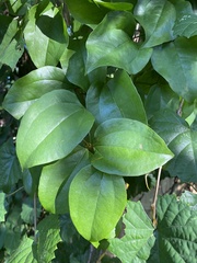 Smilax