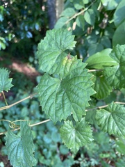 Vitis rotundifolia