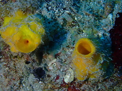 Siphonodictyon coralliphagum