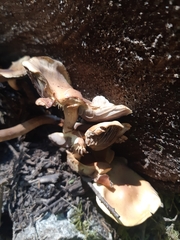 Mycena overholtsii