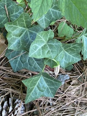Hedera helix
