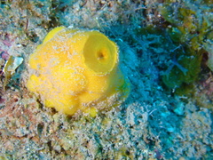 Siphonodictyon coralliphagum