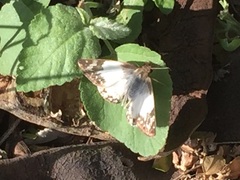 Heliopetes laviana