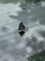 Hestina assimilis assimilis