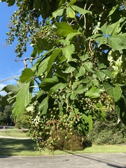 Parthenocissus quinquefolia